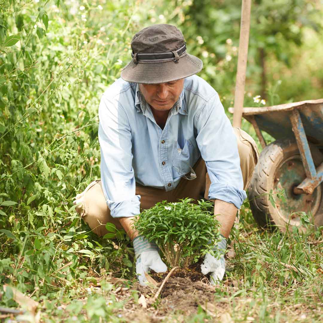 An Aussie gardening man